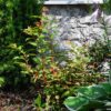 TRAVERTINE WEATHERED